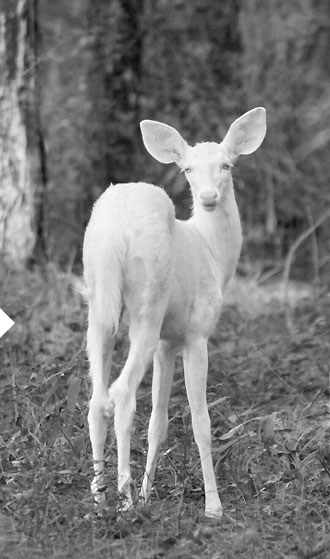 Animaux