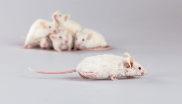 Causes de l'albinisme Causes de l'albinisme